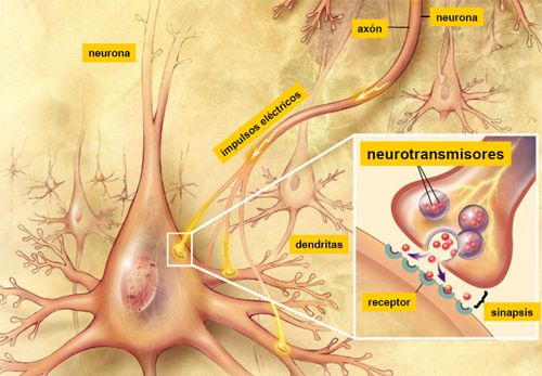 Principales Neurotransmisores Y Sus Funciones En El Organismo Cabal Psicólogos